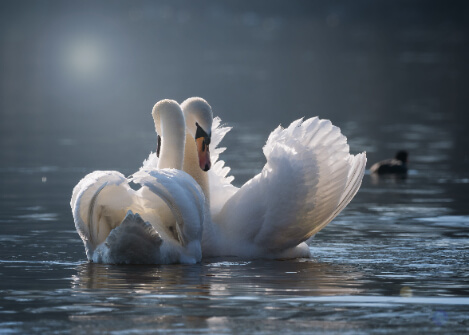 cisnes juntos en un lago