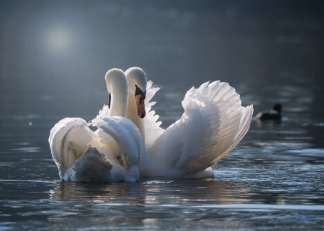 cisnes juntos en un lago
