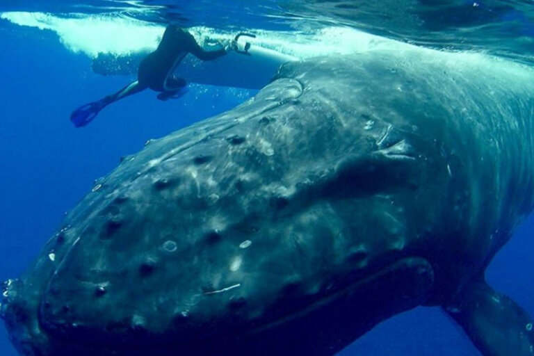 Bióloga marina es protegida por una ballena de un gran tiburón