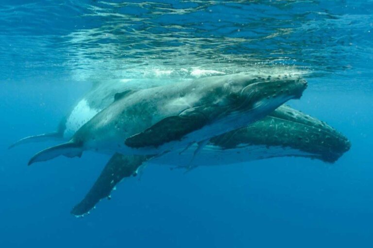 7 curiosidades sobre las ballenas