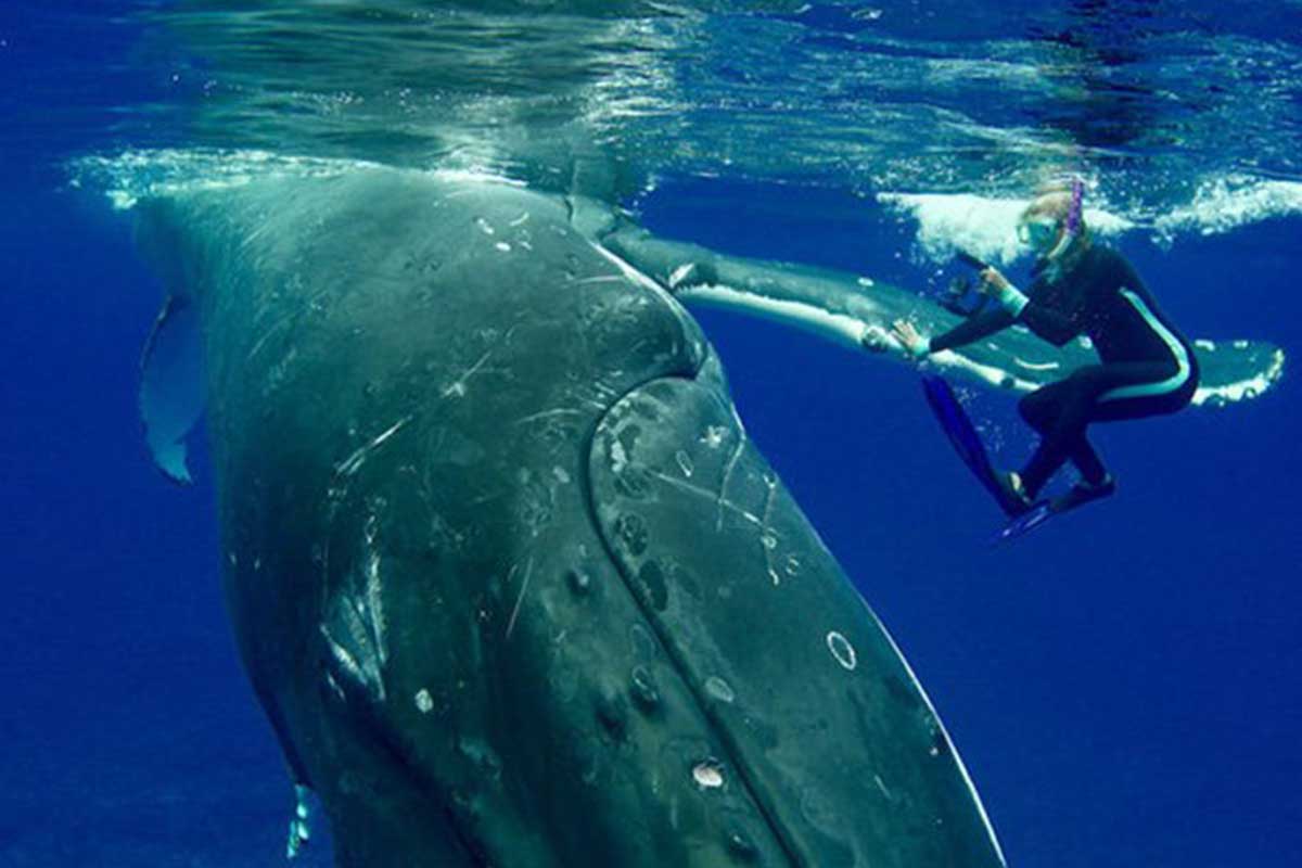 Una bióloga marina fue protegida por una ballena jorobada.
