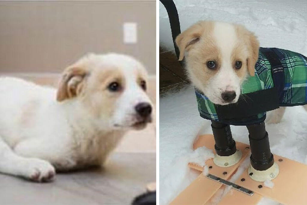 Cachorrito rechazado por faltarle dos de sus patitas, caminará justo a tu corazón con sus botas ortopédicas