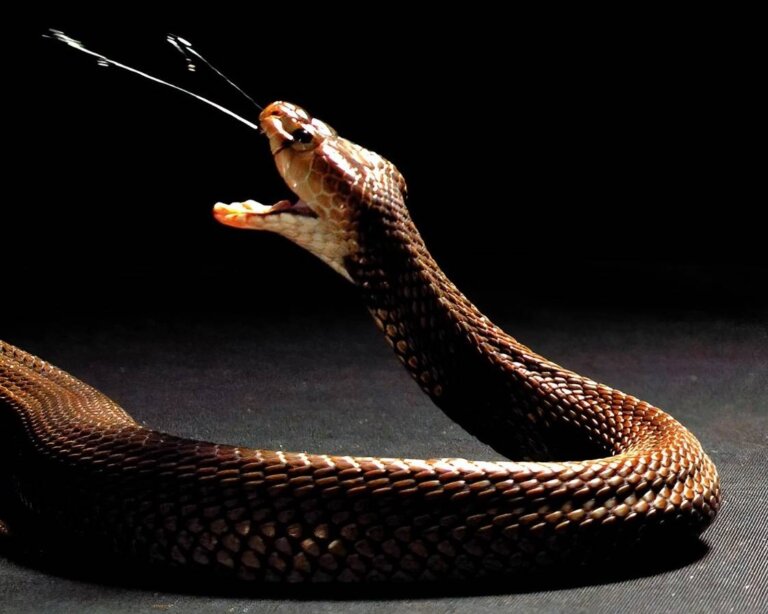 La cobra escupidora: hábitat, curiosidades y características