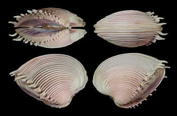 conchas de almejas con anillos visibles