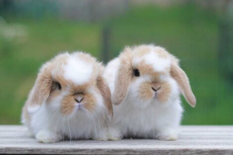 Rabia en conejos: causas, síntomas y tratamiento