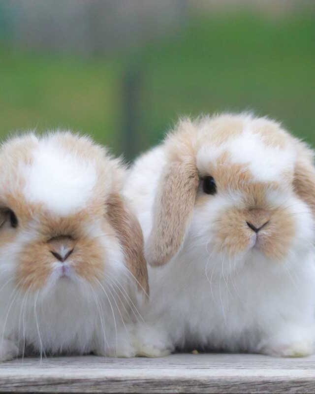Ventajas y desventajas de tener un conejo como mascota - Mis Animales Ventajas y desventajas de tener un conejo como mascota - Mis Animales