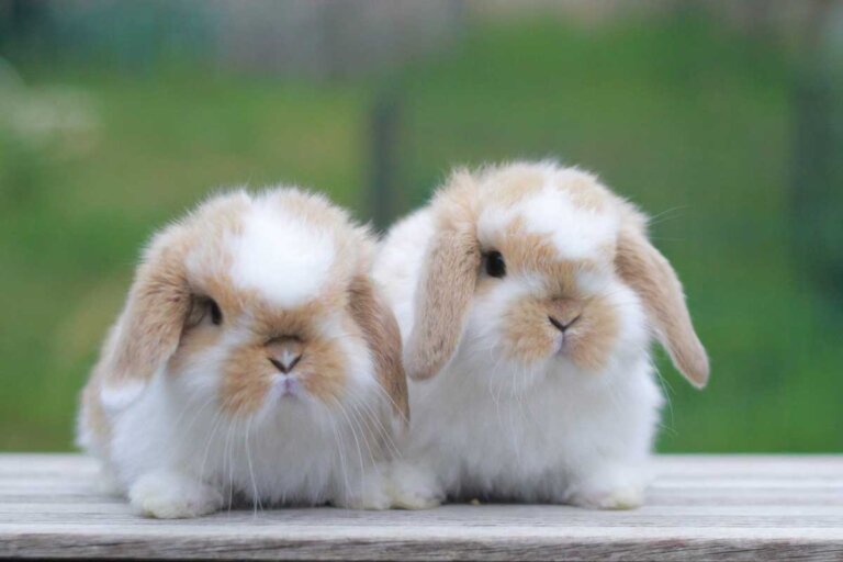 Conejo mini lion lop: características y cuidados
