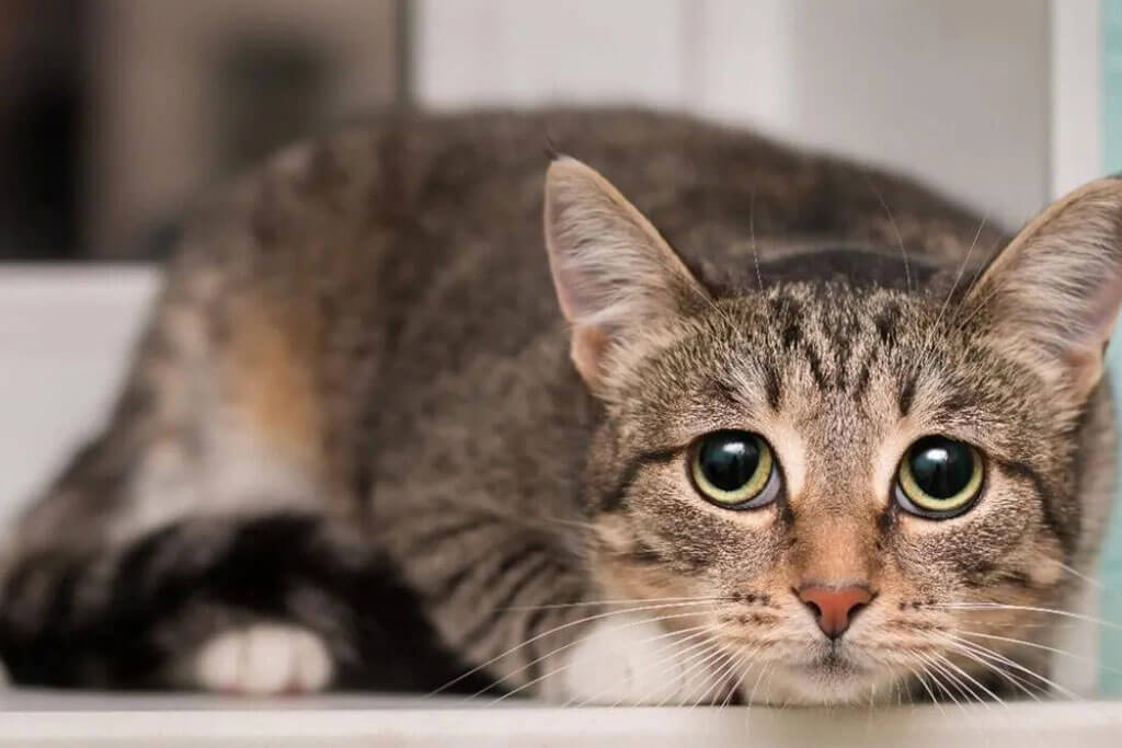 Scoprite le cose che i gatti fanno prima di morire.