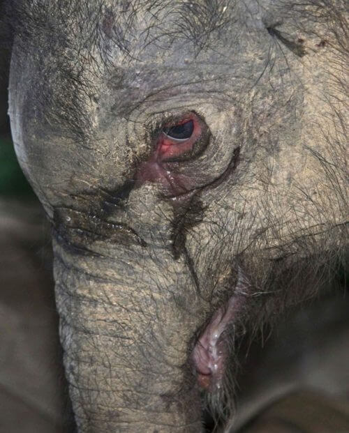 El llanto del elefante recién nacido.