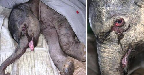 Elefante recién nacido, llora sin parar al ser rechazado por su mamá