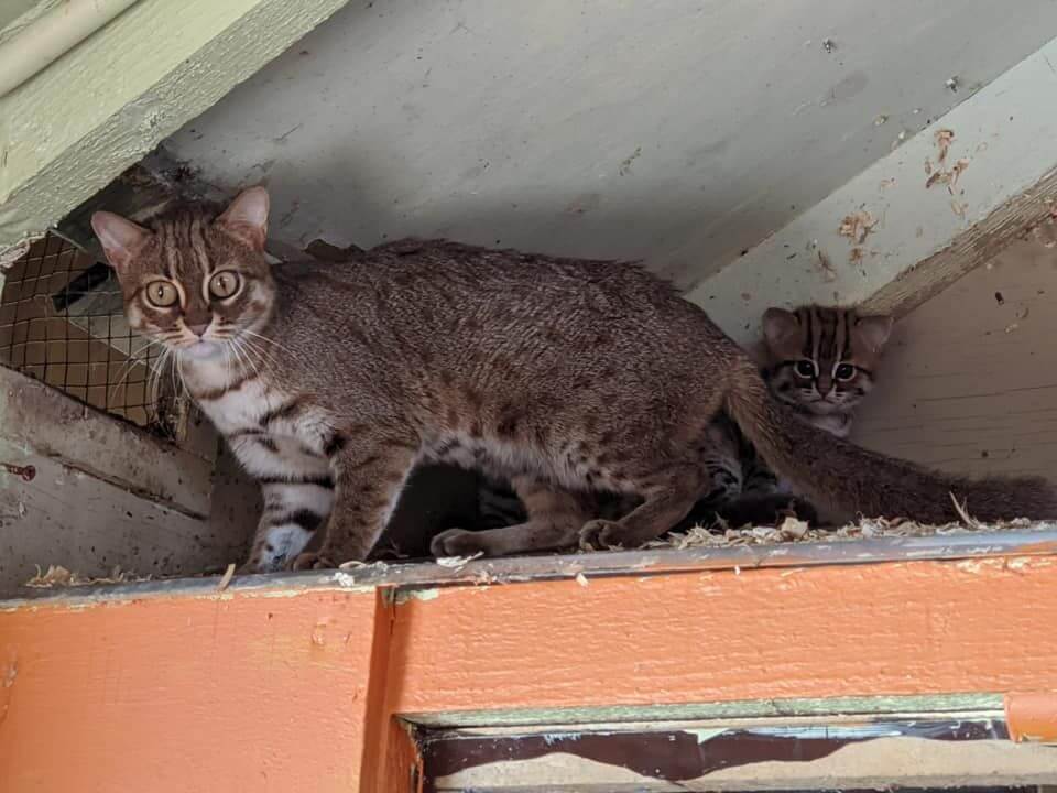 The rusty-spotted cat: habitat and characteristics
