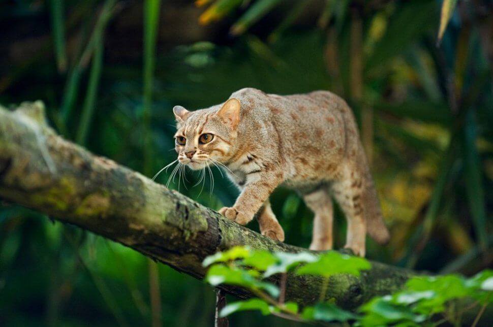 A rusty-spotted cat.
