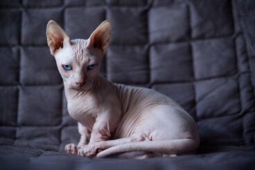 Gato minskin: todo sobre esta raza