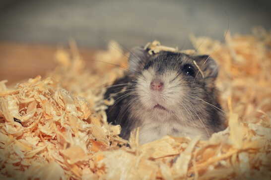 hamster en su nido