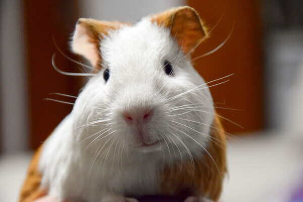hamster con manchas marrones