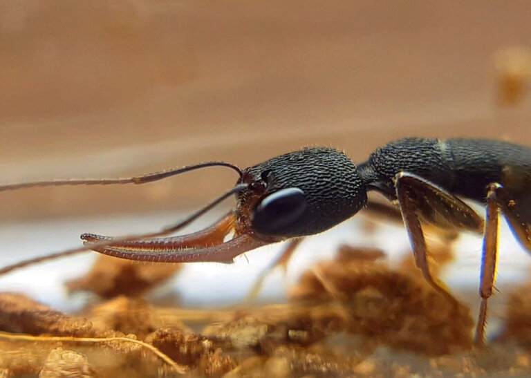 Harpegnathos venator: hábitat y características