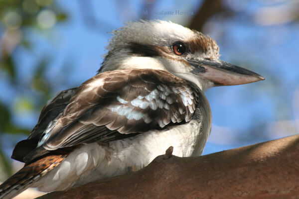 Kookaburra sghignazzante