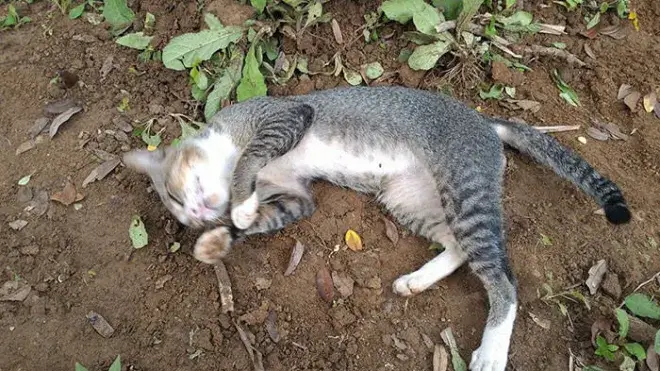 La gata donde enterraron a su dueña.