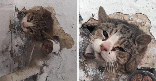 Sobrevivió de milagro: salvan gatita que permaneció durante días llorando atrapada en una pared