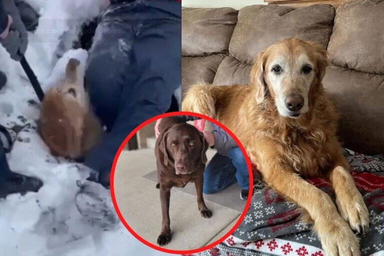 Labrador halla a otro perro en riesgo y salva su vida pidiendo ayuda
