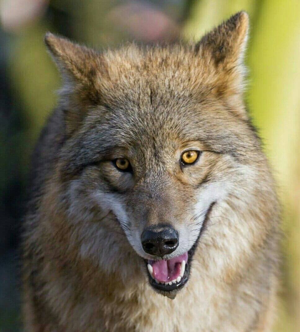 Um lobo-do-himalaia.