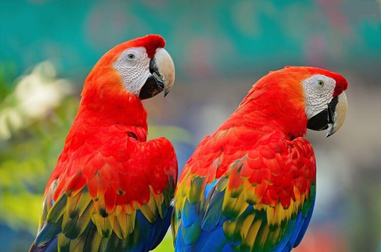 Guacamaya bandera: hábitat, características y reproducción