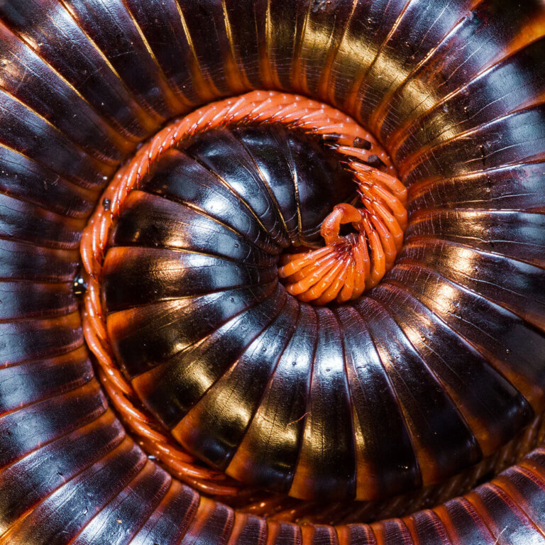 Milpiés gigante africano: hábitat, características y curiosidades