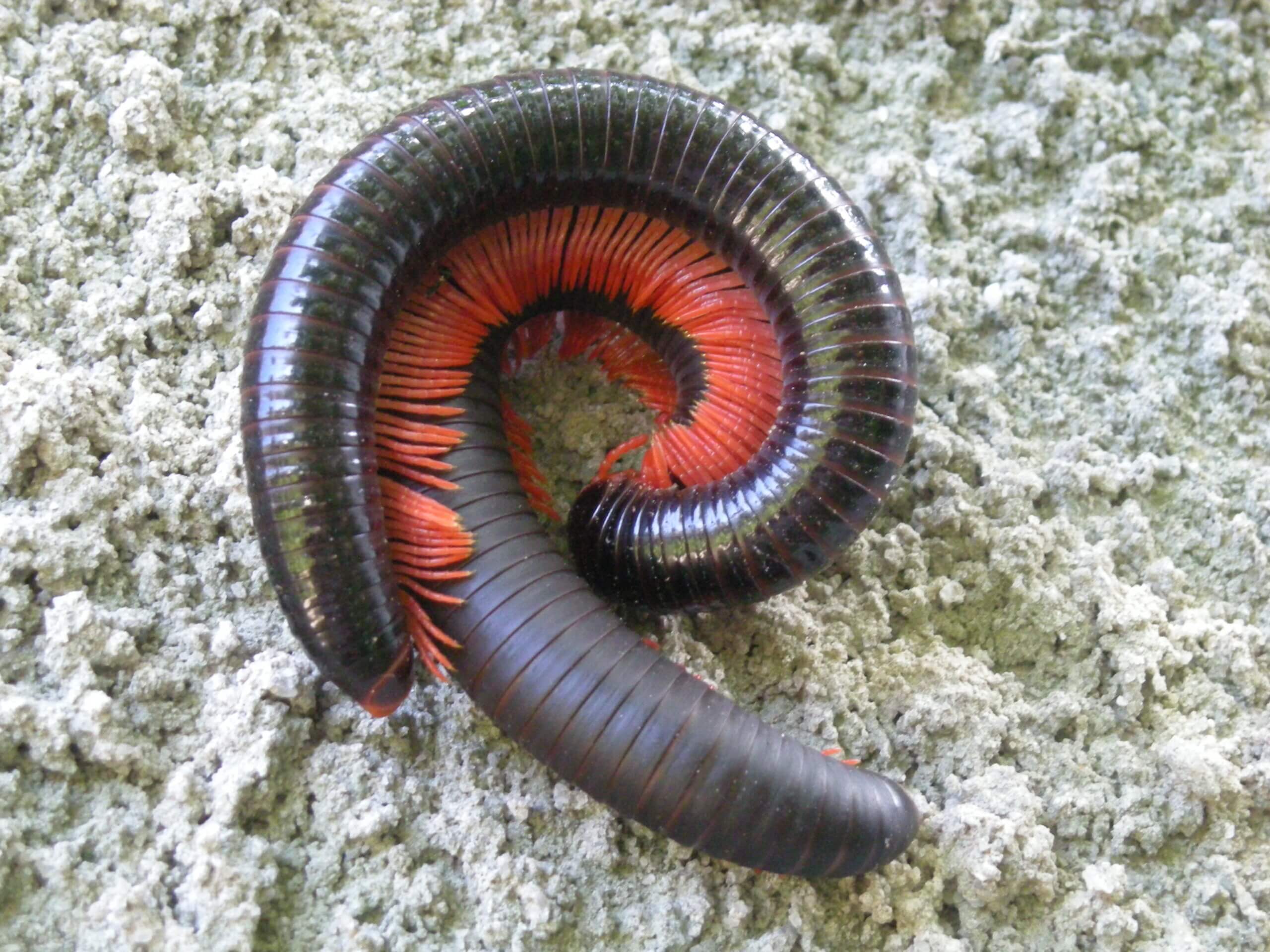 Giant African millipede.