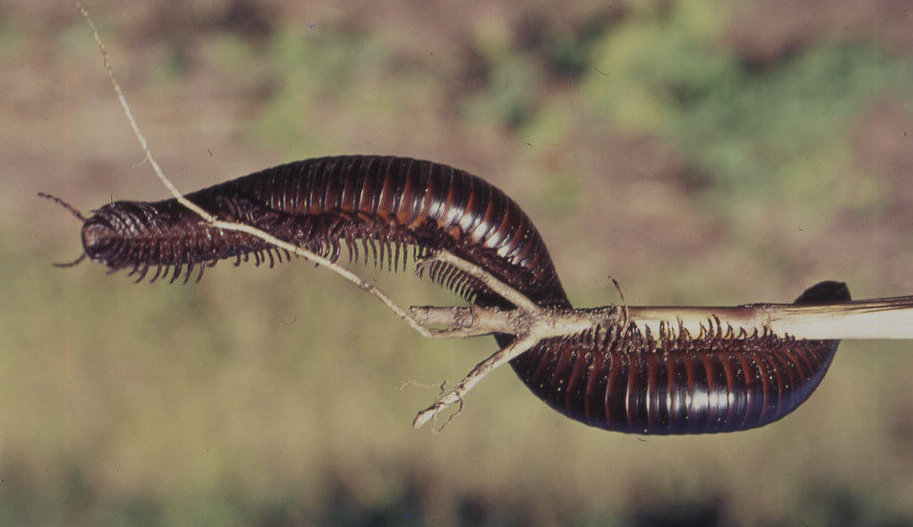 Milpiés gigante africano sobre una rama