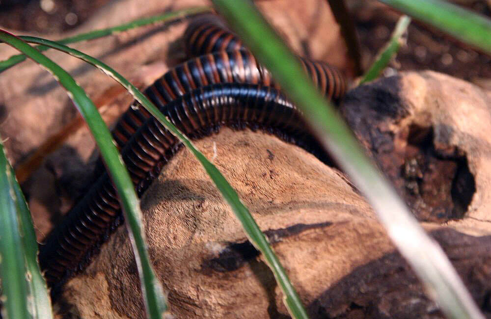 Milpiés gigante africano sobre una roca