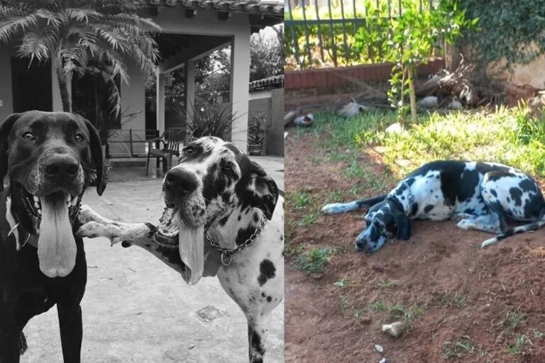 "No supera su muerte": perrita fiel, duerme en el sitio donde sepultaron a su mejor amigo canino