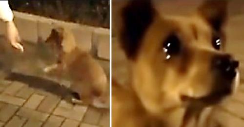 Perrito callejero llora cuando mujer se acerca a darle muestras de cariño
