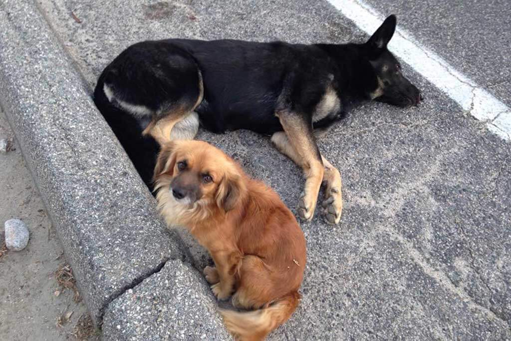 Perrito callejero se negó a abandonar a canina embarazada que fue atropellada