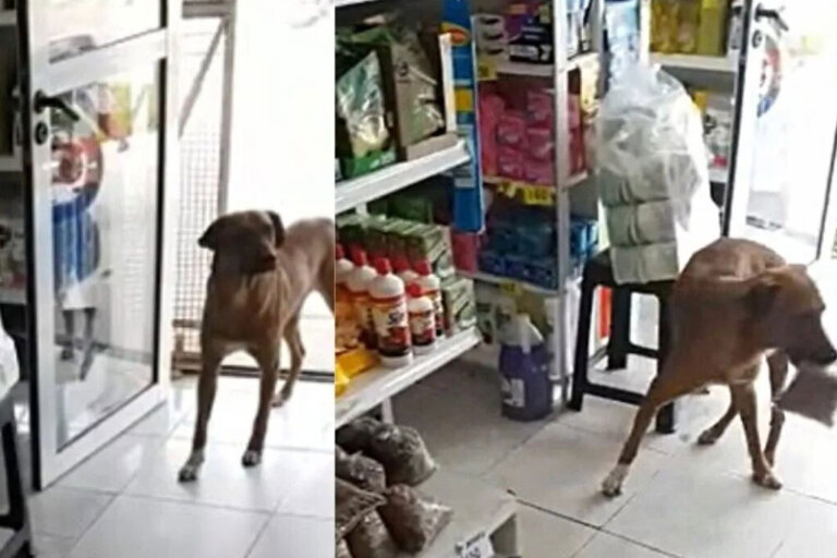 Perrito con hambre y sin hogar entra a una tienda para robar una bolsa de croquetas