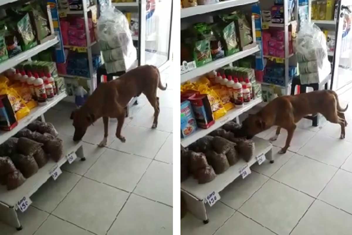 Este perrito con hambre y sin hogar se roba unas croquetas.