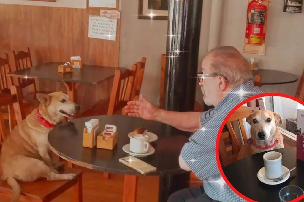 Perrito que es rescatado, hace compañía a los clientes que llegan solos al bar