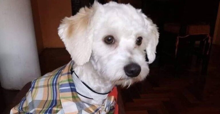 Detienen perrito en aeropuerto que puede ser eutanasiado por no tener microchip, piden su libertad
