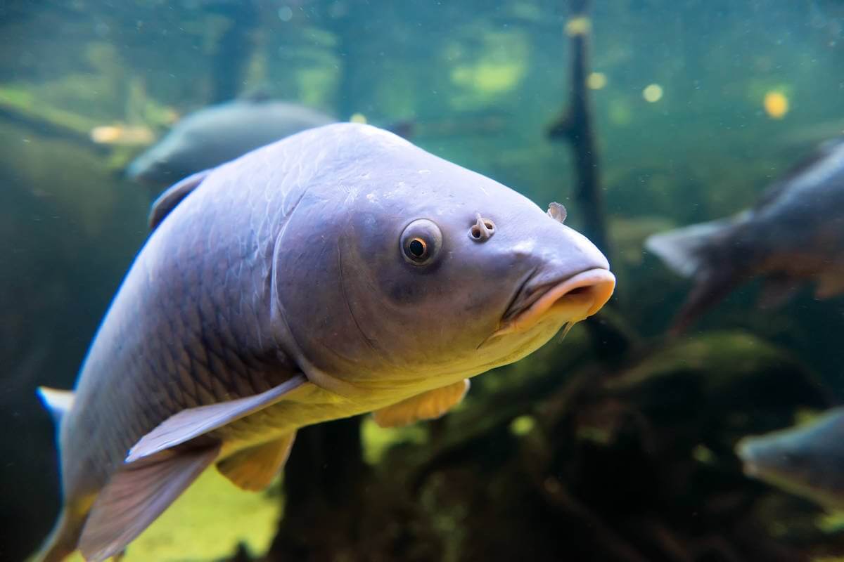 9 curiosidades del pez carpa