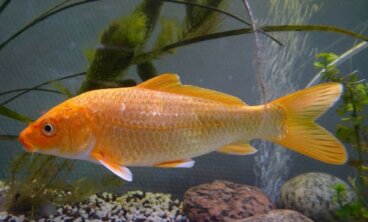 5 curiosidades sobre el piojo de la carpa
