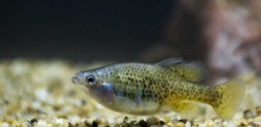 Tiro dorado: hábitat, características y conservación