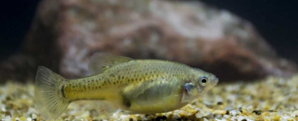 Un poisson d'or dans un aquarium.