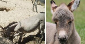 ¿Sabías que los burros pueden encontrar agua en el desierto, cavar pozos y ayudar a otros animales?