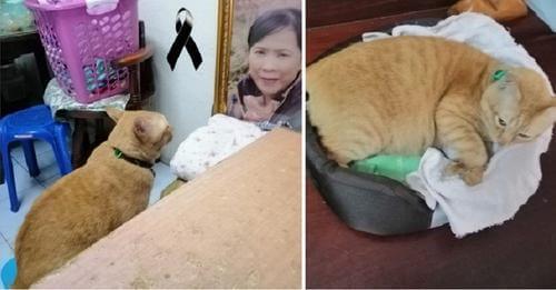 Gatito llora todas las noches al frente de la foto de su dueña fallecida, añora volver a abrazarla