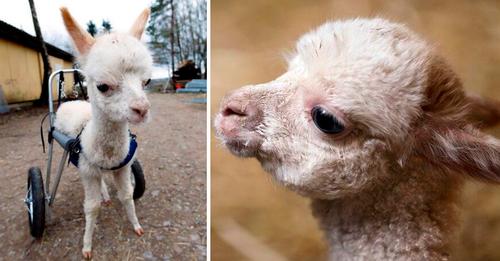 Alpaca bebé perdió a su mamá y una de sus extremidades, pero una mujer cambió su vida
