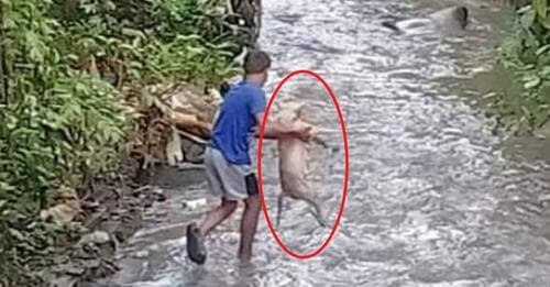 Valiente joven rescata a una perrita que estaba inmóvil en un arroyo