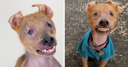 Perrito de sonrisa permanente en su rostro, finalmente es amado