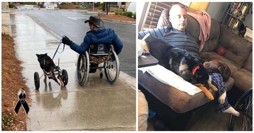 Fallece perrito paralítico cuando por fin había encontrado el amor de una familia