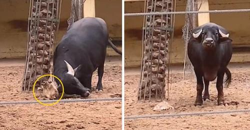 Solidaridad animal: búfalo utilizó sus cuernos para ayudar a una tortuga que no podía darse la vuelta