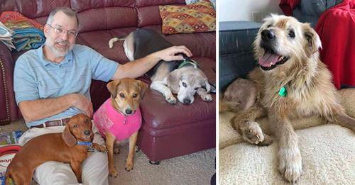 Hombre creó santuario para perros que fueron abandonados en su vejez