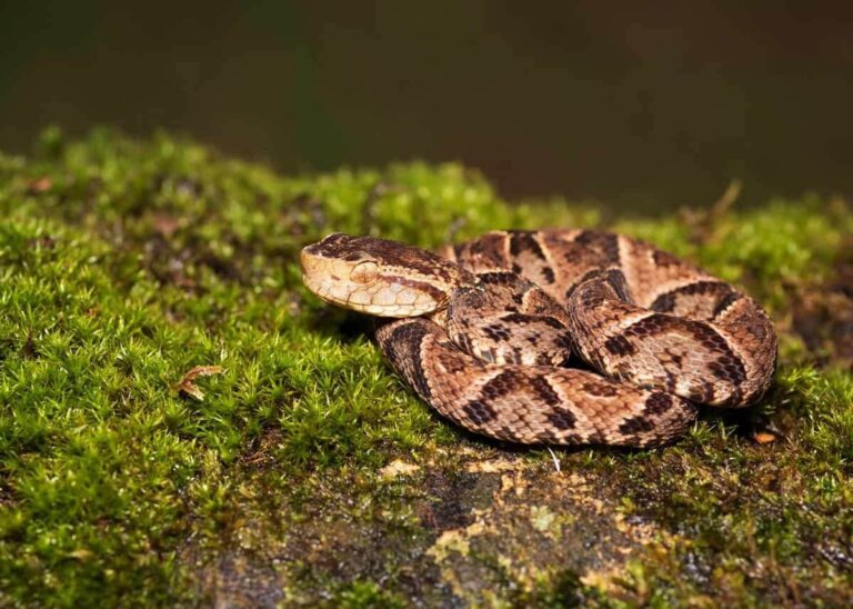 Los animales más peligrosos de Latinoamérica